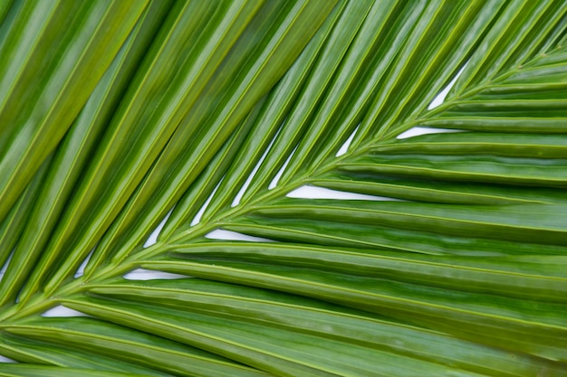 Leaves palm green background