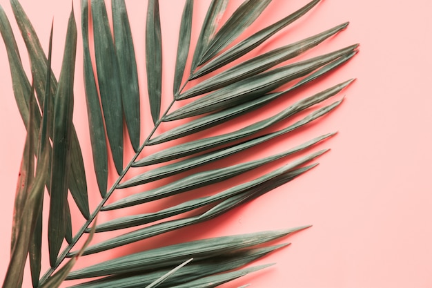 Leaves of palm on pink