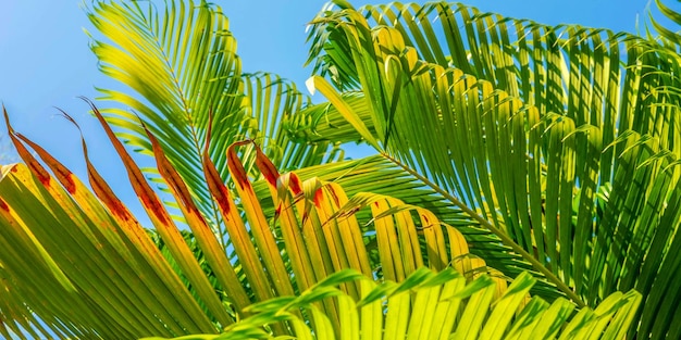 The leaves of palm trees and the blu sky Summer background