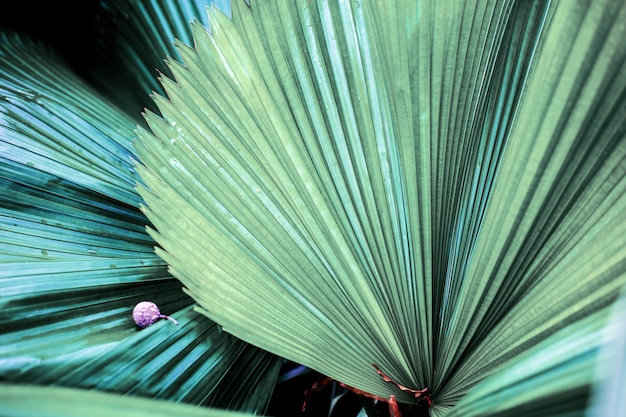 Leaves palm with texture.