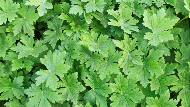 Leaves of parsley