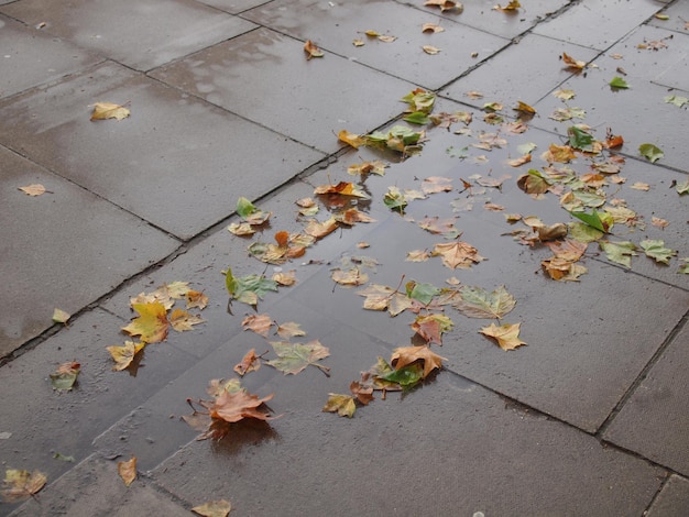 Leaves on pavement