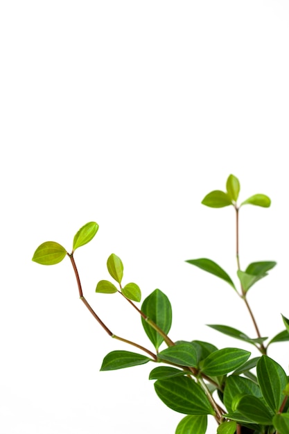 leaves of Peperomia on white isolated