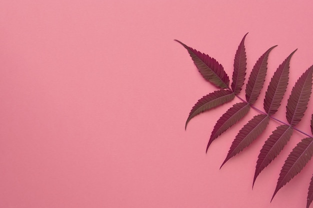 Leaves on a pink background Floral background Flat lay top view copy space