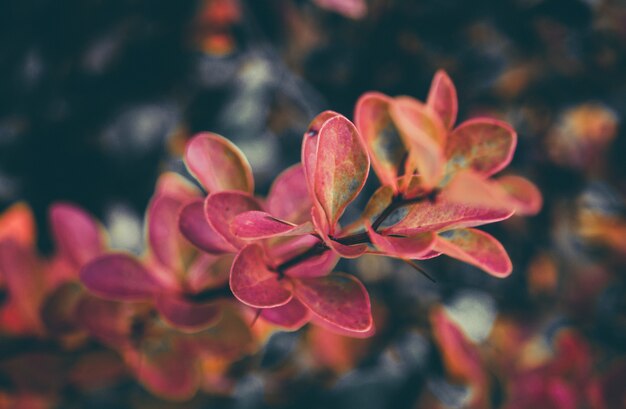 Leaves of a plant close-up