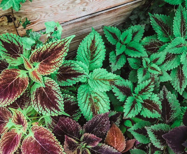 Leaves of the plant coleus bloom in summer