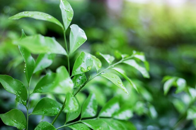 Leaves plant in forest.