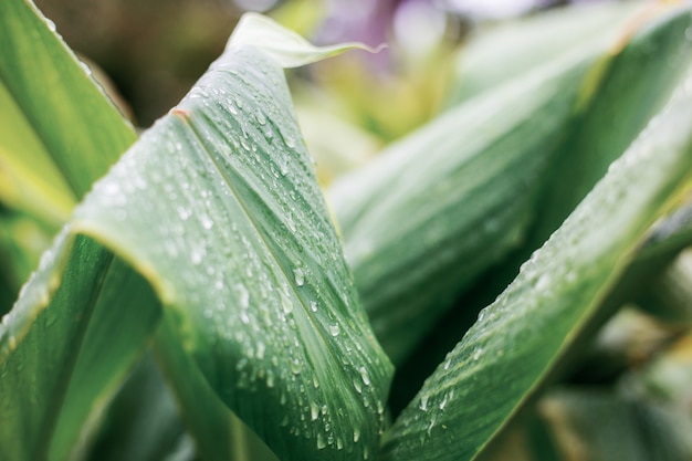 Leaves plant in rainy season.