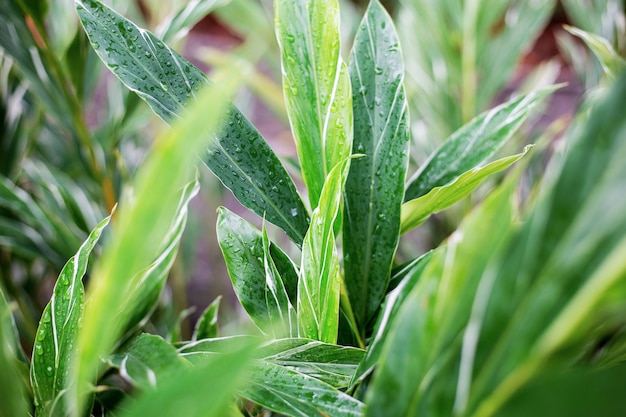 Leaves of plant in spring.