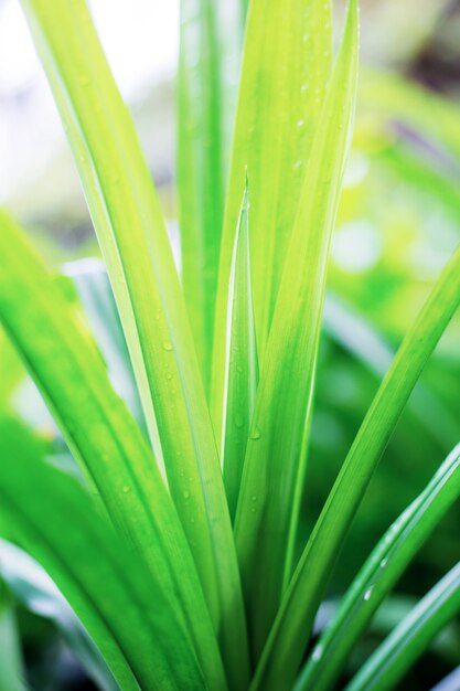 Leaves plant at sunrise.