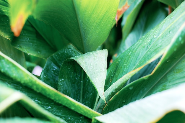 Leaves plant with background.