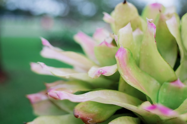 美しい植物を残します