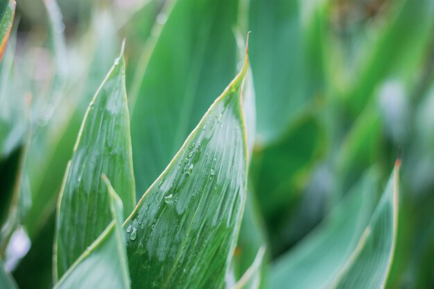 Leaves of plant with sunrise.