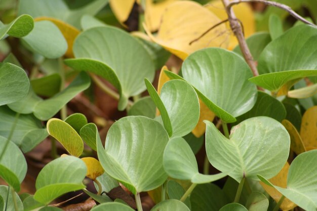 Leaves on plant