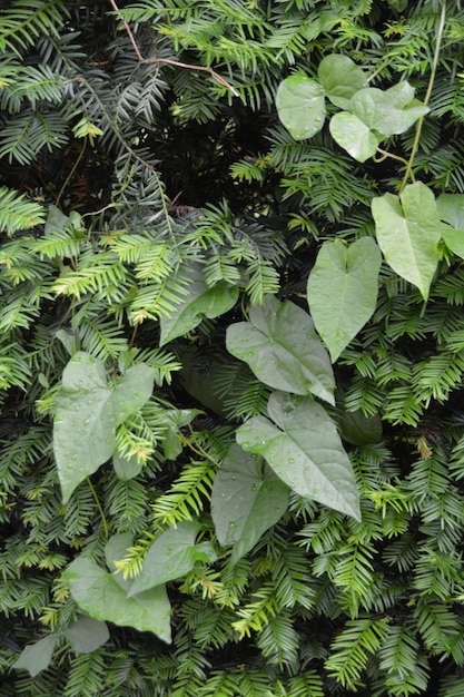 Leaves on plant