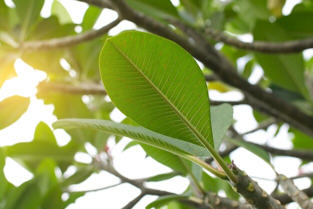 フランギパニの花とともに 柔らかい光を浴びる プルメリアの葉