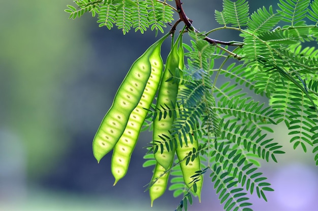 Leaves pods fruits and seeds of leucaena leucocephala