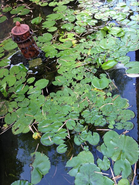 Leaves in pond