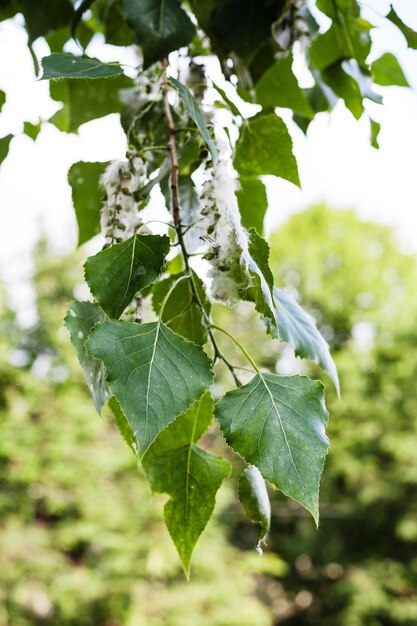 Photo leaves of poplar tree and fluff on catkins