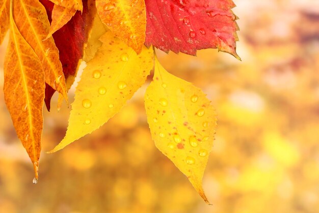 Leaves and rain drops