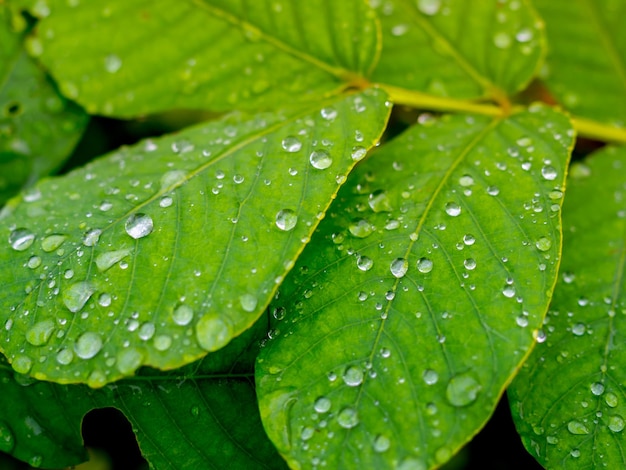 Leaves Raindrops