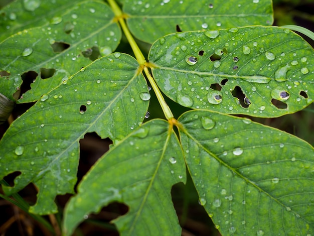 Leaves Raindrops