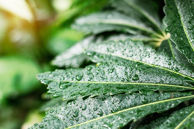 雨の季節に葉。