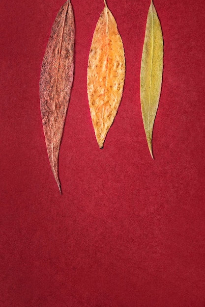 Leaves on red background