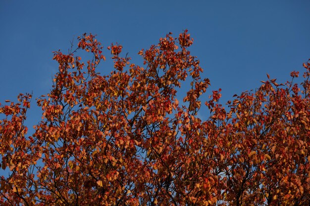Leaves of red color on a blue background on an autumn day