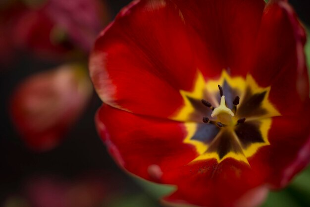 Foglie e sfondo glitter rosso, tulipano rosso con sfondo glitter