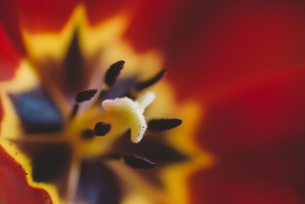 Leaves And Red Glitter Background, Red Tulip With Glitter Background