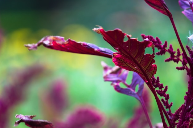 Leaves reflecting the natural sun light during the day on a dark background