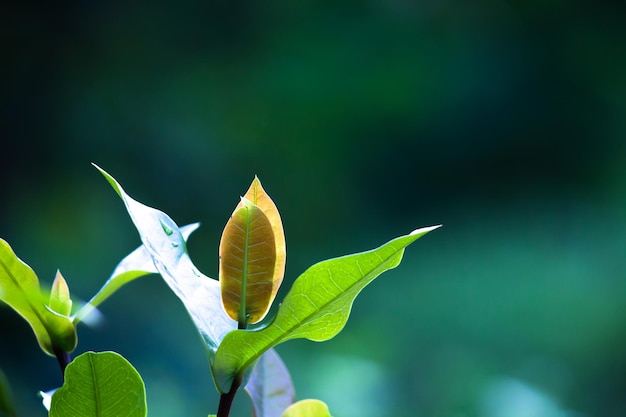 Leaves reflecting the natural sun light during the day on a dark background