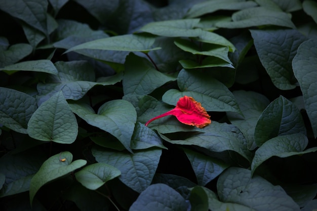 Leaves reflecting the natural sun light during the day