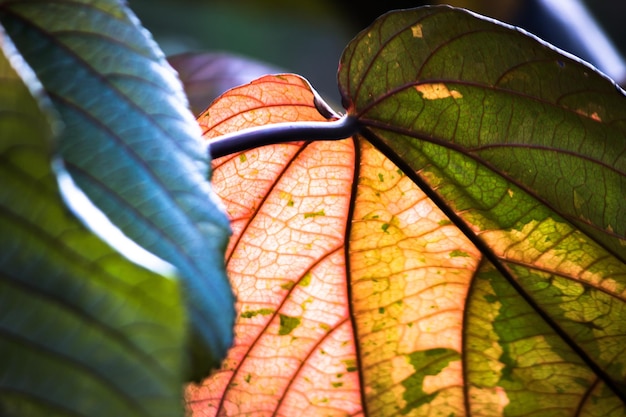 Leaves reflecting the natural sun light during the day