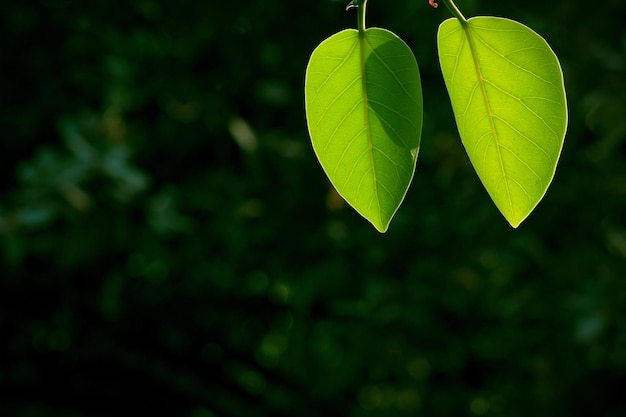 Листья в отражении естественного света в течение дня