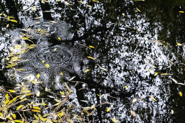 Leaves and reflections in the water of a pond in autumn