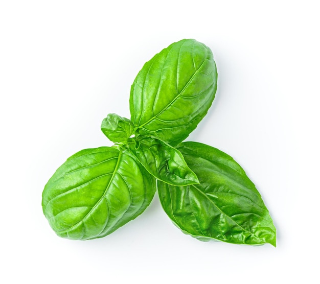 Leaves of ripe fragrant basil on a white background