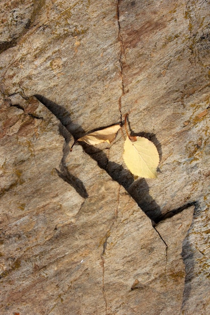 leaves on the rock