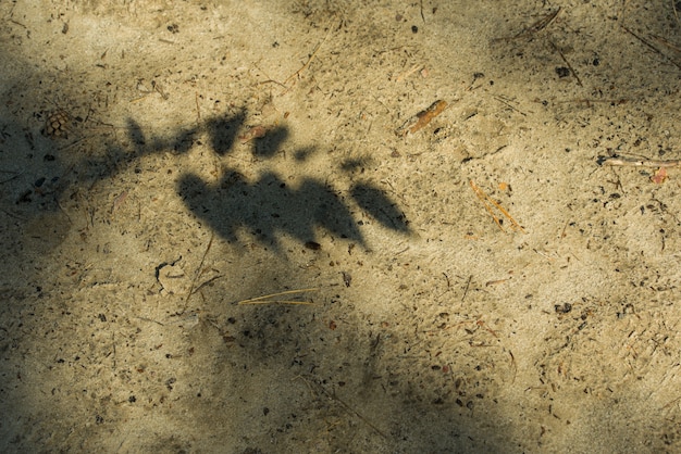 Photo leaves shadow on a wall