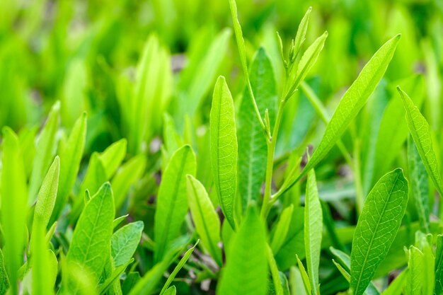 Leaves of the shrub green closeup selective focus