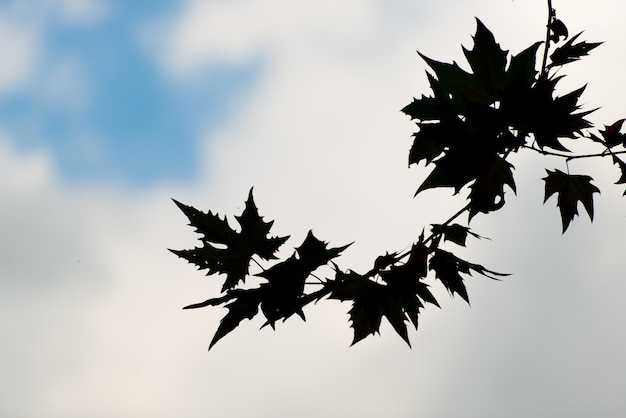 Leaves in silhouette