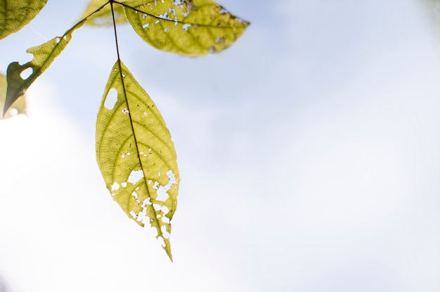 Leaves and sky