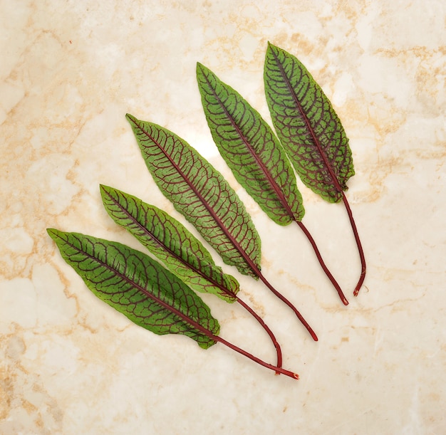 Leaves of sorrel on marble