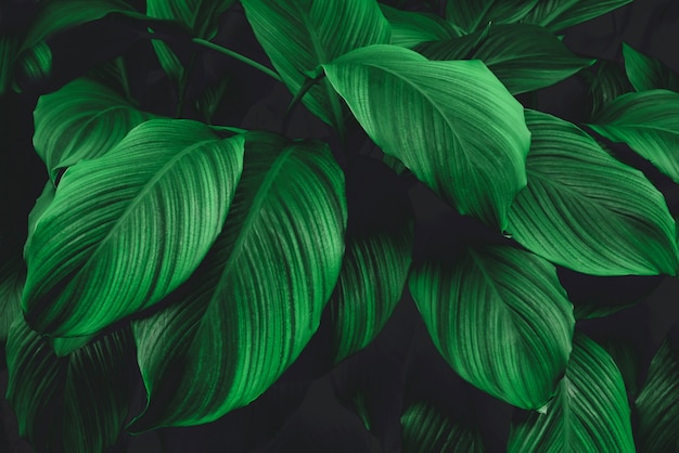 leaves of Spathiphyllum cannifolium abstract green dark texture nature background tropical leaf