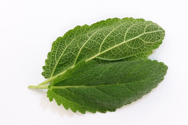 Leaves of spicy sage