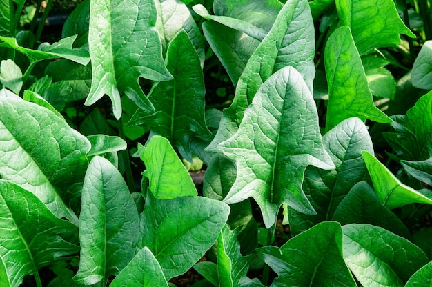 Leaves Spinacia oleracea