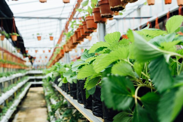 Leaves of strawberry plants on the interior passage of a plant nursery