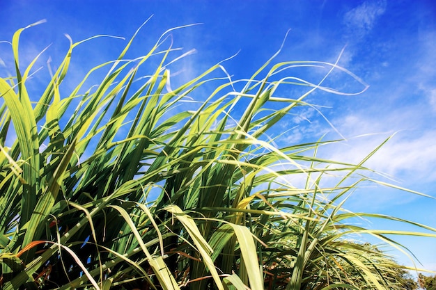 Листья сахарного тростника с голубым небом