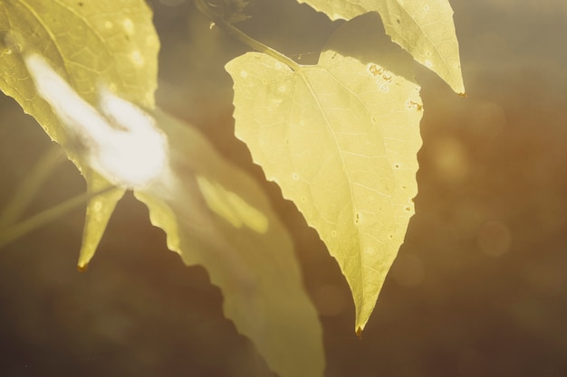 Leaves the sun in the middle of the forest.